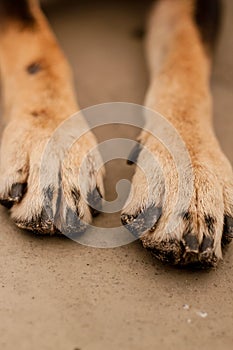 A dog`s paws photo