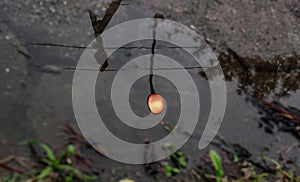 Reflection of a street light in the water photo