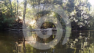 Photograph at the water`s edge in a river in CÃ¡ceres with stones in the background and tree branches in the water, in Spain.