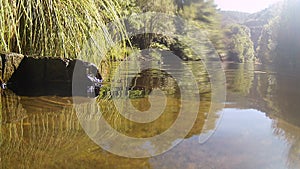 Photograph at the water`s edge in a river in CÃ¡ceres with stones in the background and tree branches in the water, in Spain.