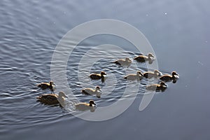 Photograph of wild birds