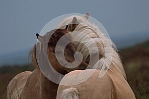2 wild horses hugging photo