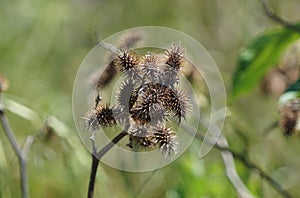 The Xanthium known as the cocklebur. photo