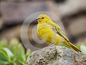 Photograph of a yellow canary in nature. Crithagra flaviventris