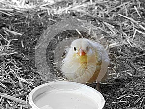 Photograph of a Yellow Chick with Black and White Background