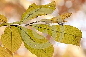 Autumn Leaf Springfield Illinois photo