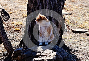 A yellow tabby cat sitting on a rock after he rolled in some dirt.