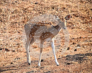 Young Chital - Cheetal - Spotted Deer - Axis Axis - Indian Wild Life - Gir National Park, Gujarat