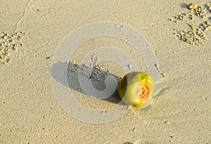 A Young Coconut - Green Tender Coconut - on Sandy Beach - Rule of Thirds in Still Life photo