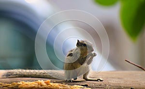 A Young Indian Three-Striped Palm Squirrel - Funambulus Palmarum - Feeding and Standing photo
