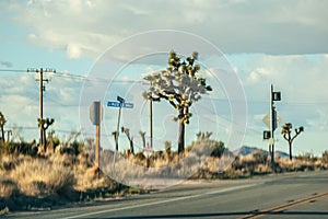 Photograph of a Yucca Brevifolia Joshua Tree