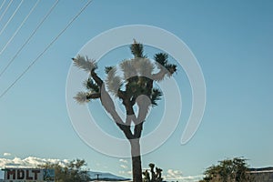 Photograph of a Yucca Brevifolia Joshua Tree