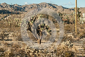 Photograph of a Yucca Brevifolia Joshua Tree