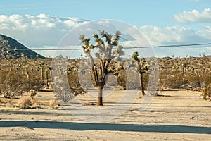 Photograph of a Yucca Brevifolia Joshua Trees