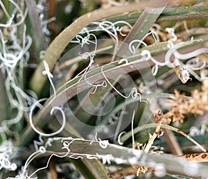 A photo of the tiny white strings of the yucca plant