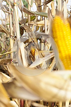 Mature corn open field