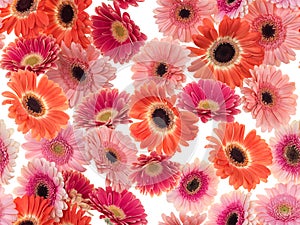 Photographed pink/purple/orange Gerber Daisies on a white background. Seamless image to be repeated endlessly.