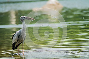 Asian Openbill Stork basking at the Ranganathittu Bird Sanctuary