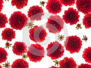 Photographed red Dahlias flowers on white background. Seamless image to be repeated endlessly.