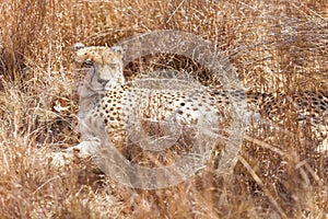 African Cheetah lying in long grass