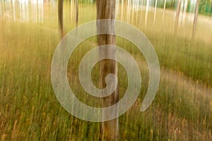 Photographed trees using ICM-intentional camera movement technique of the forest area in Masinagudi, Mudumalai National Park,