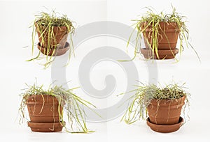 Withered Cat Grass in a Clay Pot