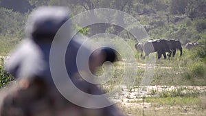 Photographer captures distant elephants interacting