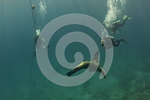 Photographer Diver approaching sea lion family underwater