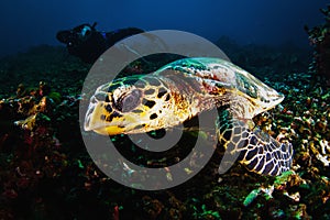 Photographer diver scuba take a photo of Green Turtle.