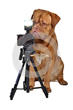 Photographer dog with camera