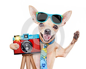 Photographer dog camera