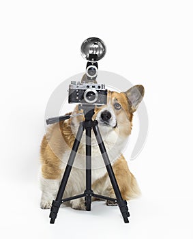 Photographer dog corgi standing on a white background in the studio and looking into a retro camera on a tripod