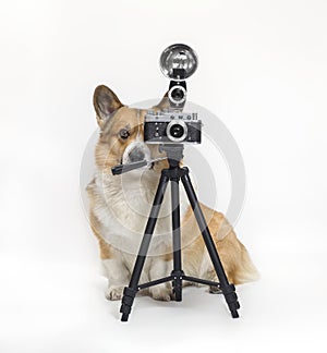 Photographer dog corgi standing on a white background in the studio and looking into a retro camera on a tripod