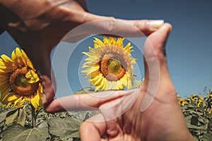 Photographer focusing on a sunflower