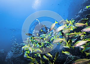 Photographer girl photographing a flock of Bigeye Snapper Fish at close range in the Indian ocean