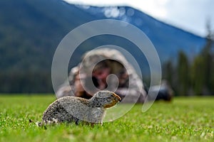 A photographer on the ground taking photos of Columbian ground squirrel Urocitellus columbianus in Ernest Calloway Manning Park
