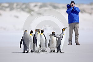 Photographer with Group of penguin. King penguins, Aptenodytes patagonicus, going from white snow to sea in Falkland Islands. Peng