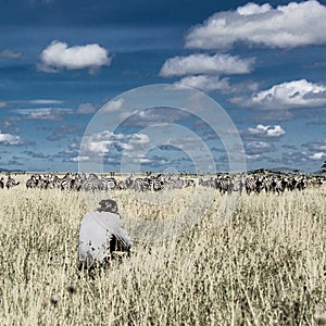 Photographer and group of zebras in Serengeti National Park