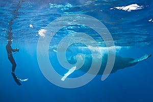 Photographer and Humpback Whales in Blue Water