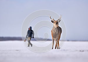 Photographer man with Hokkaido sika deer, Cervus nippon yesoensis, on snowy meadow, winter mountains in the background. Animal