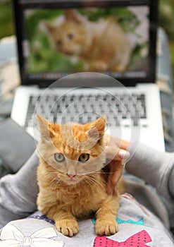 Photographer retouch red kitten photo on laptop screen