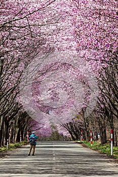 Photographer on a rural road underneath a beautiful Cherry Blossom tunnel