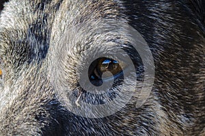 Photographer selfie reflection in middle-aged brindle pit bull mixed-breed dogs eyeball