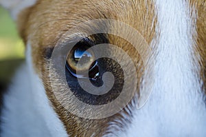 Photographer selfie reflection in puppy dogs eyeball