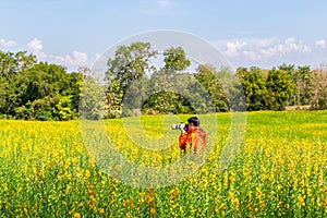 Photographer take a photo at beautiful yellow flowers Sunhemp Crotalaria field in shunshine day, Thailand