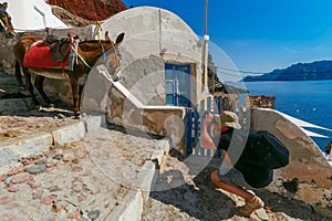 Photographer takes pictures donkey, Oia, Santorini