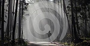 Photographer is taking photo while exploring in the pine forest for with strong ray of sun light inside the misty pine forest for