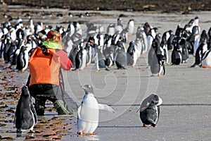 Photographer taking pictures of Gentoo penguins, Saunders, Falkland Islands photo