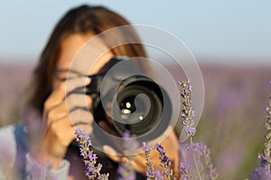 Photographer using dslr camera to take photos of lavender