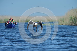 Photographers chasing pelican